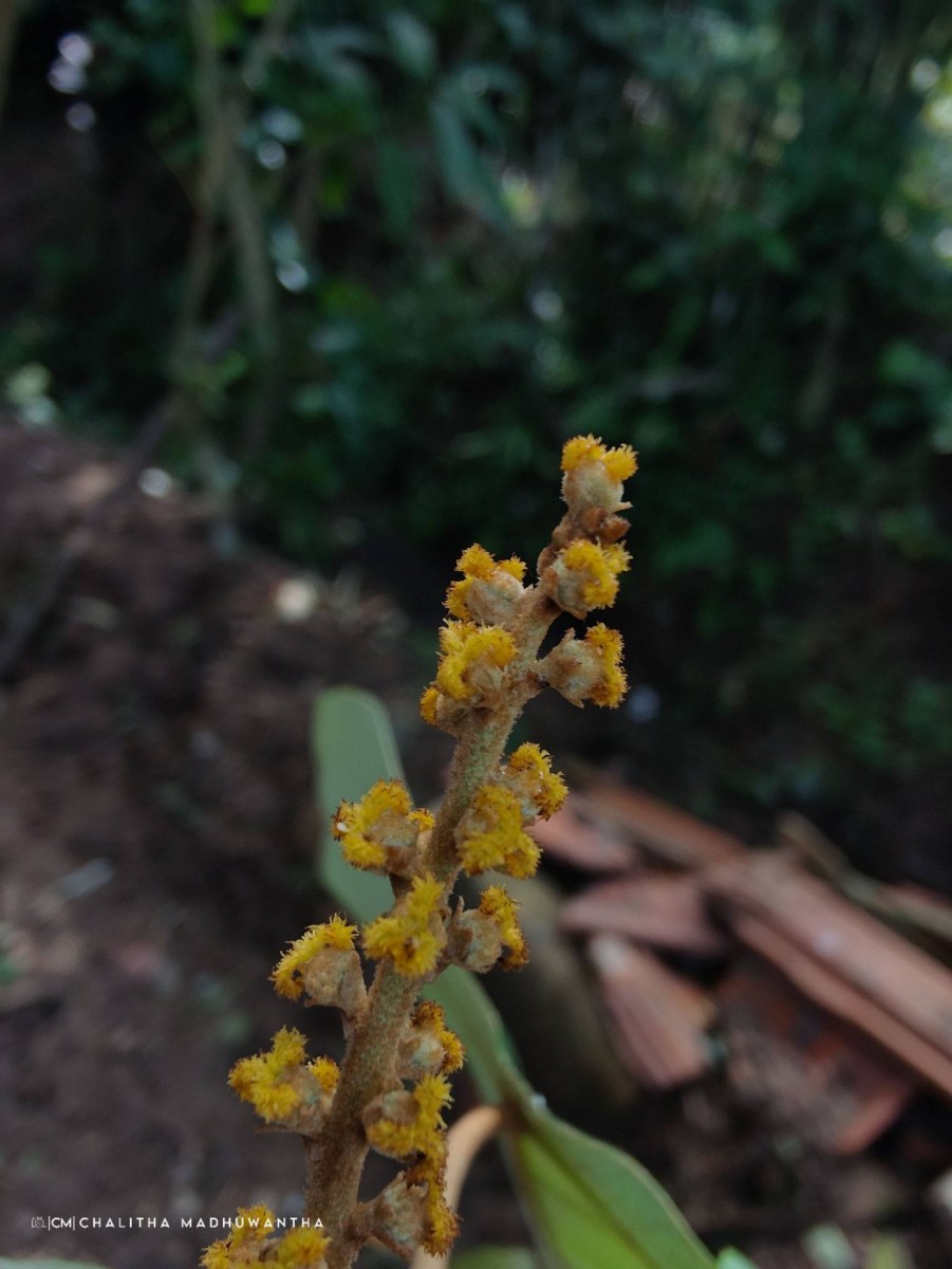 Mallotus tetracoccus (Roxb.) Kurz